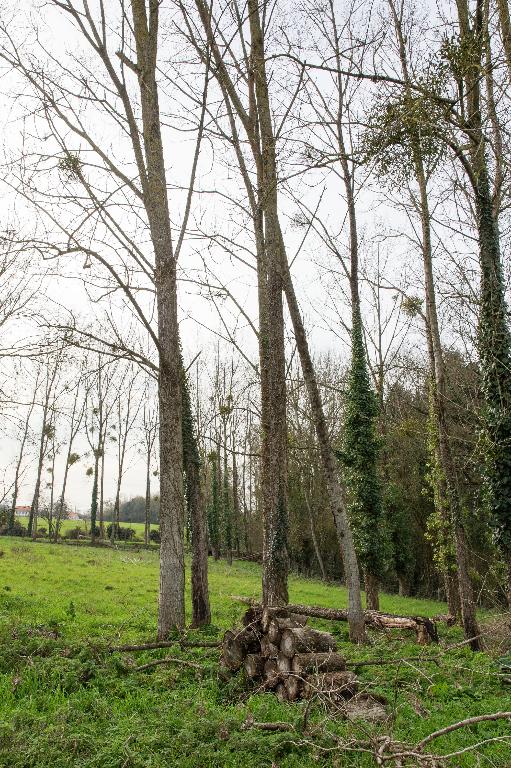 Espace commun aux habitants du Ronzeray (Château-Thébaud) utilisé comme ressource collective en bois, B02-354, cadastre 2018.