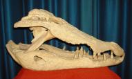 Crâne de crocodile préhistorique mis au jour près de la Sabllère.