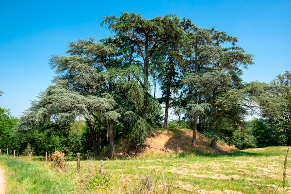 Les mottes castrales de l'aire d'étude "Rivière Mayenne"