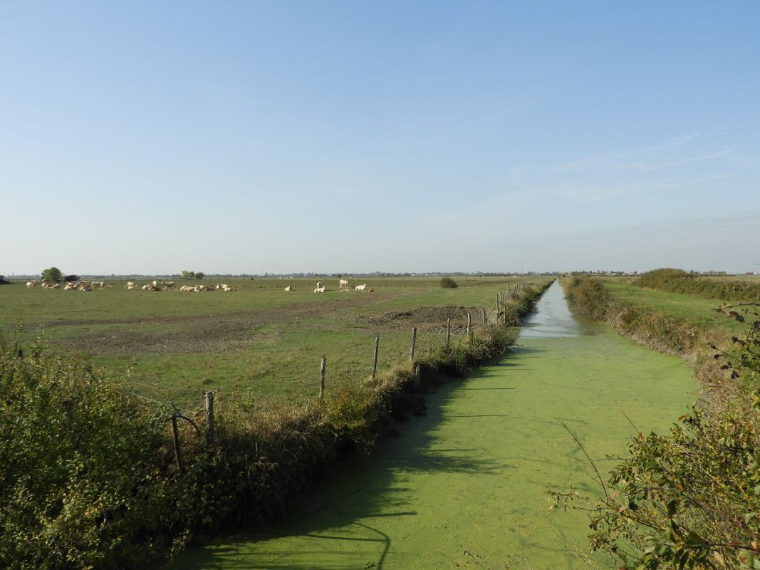 Marais desséchés du Commandeur