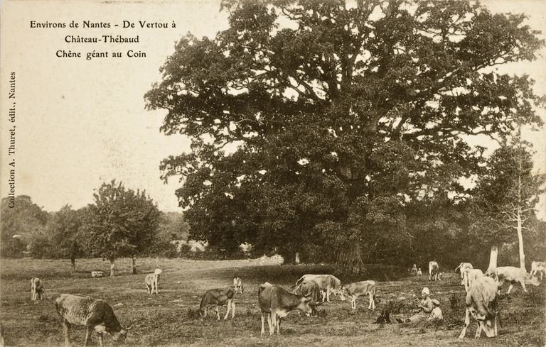Château et domaine viticole du Coin