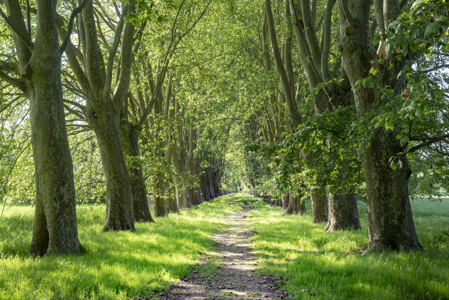 Digue, puis chemin dit "Chaussée de Robert"