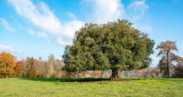 Manoir (vestiges), puis demeure dite château